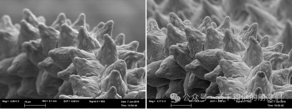 扫描电镜（SEM）操作指南：如何获得高质量的图片